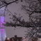 夜桜とスカイツリー