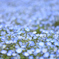 DSD_2355