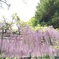 藤の花