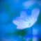 瑠璃色の花