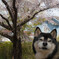 愛犬と桜①