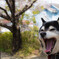 愛犬と桜②