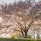 桜満開