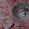 金魚すくい