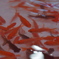 すくわれるのを待つ金魚