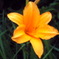 花。