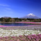 富士と芝桜
