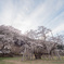 根尾谷淡墨桜c