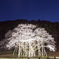 根尾谷淡墨桜e