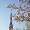 東京タワーと桜