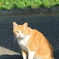 皇居の猫