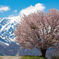 野平のいっぽん桜