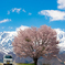 野平のいっぽん桜と軽トラ