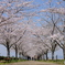 sakura 4km