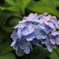紫陽花