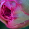 薔薇の香り