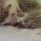 母と子（ハリネズミ）
