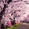 海蔵川桜祭り