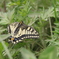 アゲハチョウ