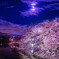 夜桜