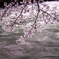 信州の桜