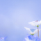 白いネモフィラ。。♪