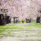 函館_桜街道