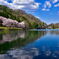 初夏の空と桜