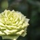 和薔薇