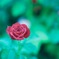 一輪の薔薇がいいよね