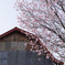 田舎の桜