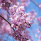 枝垂桜