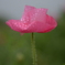DSD_2787