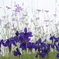 DSD_2807