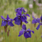 DSD_2803