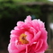 牡丹の花