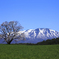 小岩井の一本桜