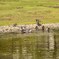 鳩の水浴び