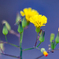 虫も花を愛でる