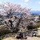 桜の木の下で