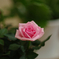 DA★55mm F1.4