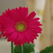DA★55mm F1.4