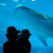 美ら海水族館