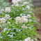 Potato flowers