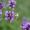 Honeybee 1