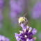 Honeybee 2