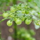Small tomatoes
