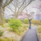桜をとる人
