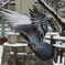 IMG_20170511_163747