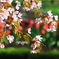 桜とチューリップ001